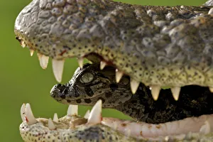 Broad snouted caiman (Caiman latirostris) baby in mothers mouth being carried from the nest Broad snouted caiman (Caiman latirostris) baby in mothers mouth being carried from the nest
