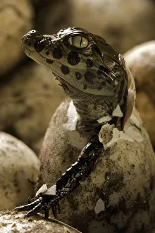 Broad snouted caiman (Caiman latirostris) hatching from egg in nest, Sante Fe, Argentina Broad snouted caiman (Caiman latirostris) hatching from egg in nest, Sante Fe, Argentina