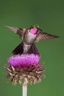 Broad-tailed Hummingbird {Selasphorus platycercus} male in flight feeding on Musk Thistle Broad-tailed Hummingbird {Selasphorus platycercus} male in flight feeding on Musk Thistle