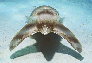 Broadclub cuttlefish hunting technique - mesmorises fish by pulsating colour along body Broadclub cuttlefish hunting technique - mesmorises fish by pulsating colour along body