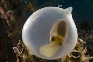 Broadclub cuttlefish (Sepia latimanus) in translucent egg casing on the reef, Philippines Broadclub cuttlefish (Sepia latimanus) in translucent egg casing on the reef, Philippines