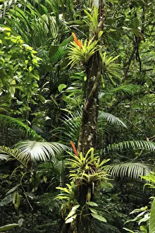 Bromeliads (Bromeliaceae) in flower in rainforest, Salto Morato Nature Reserve / RPPN Salto Morato Bromeliads (Bromeliaceae) in flower in rainforest, Salto Morato Nature Reserve / RPPN Salto Morato