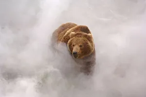 Brown bear {Ursus arctos} enjoys hot steam from a geyser in Valley of the Geysers Brown bear {Ursus arctos} enjoys hot steam from a geyser in Valley of the Geysers