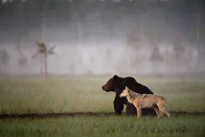 Brown bear (Ursus arctos) and Grey wolf (Canis lupus) together in wetlands, Kuhmo Brown bear (Ursus arctos) and Grey wolf (Canis lupus) together in wetlands, Kuhmo