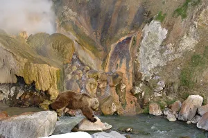 Brown bear {Ursus arctos} at the Malachite Grotto, Valley of the Geysers Brown bear {Ursus arctos} at the Malachite Grotto, Valley of the Geysers