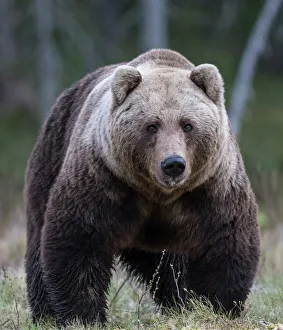 Brown bear (Ursus arctos) male, portrait. Martinselkonen, Kainuu, Finland. June Brown bear (Ursus arctos) male, portrait. Martinselkonen, Kainuu, Finland. June