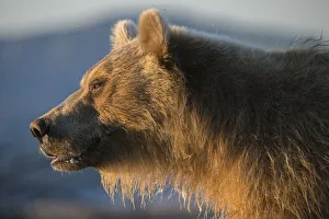 Brown bear (Ursus arctos), portrait, Kronotsky Nature Reserve, Kamchatka, Russia Brown bear (Ursus arctos), portrait, Kronotsky Nature Reserve, Kamchatka, Russia