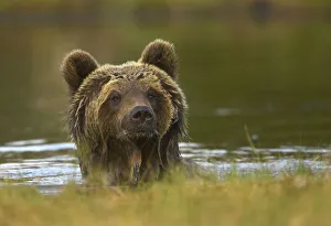 Brown Bear (Ursus arctos) portrait in water with wet fur. Finland, Europe, June Brown Bear (Ursus arctos) portrait in water with wet fur. Finland, Europe, June