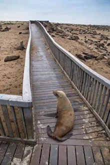 Brown fur seal (Arctocephalus pusillus) hauled out on board walk in Cape Cross seal colony Brown fur seal (Arctocephalus pusillus) hauled out on board walk in Cape Cross seal colony