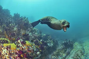 Brown fur seal / Cape fur seal (Arctocephalus pusillus), Western Cape, South Africa Brown fur seal / Cape fur seal (Arctocephalus pusillus), Western Cape, South Africa