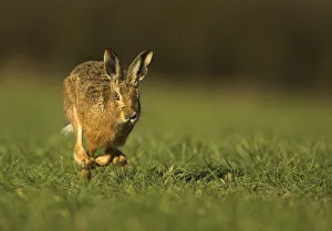 Brown Hare (Lepus europaeus) running. Derbyshire, UK, March Brown Hare (Lepus europaeus) running. Derbyshire, UK, March