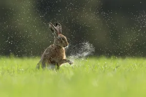 Brown Hare (Lepus europaeus) shaking water from front paws , Scotland, UK.May Brown Hare (Lepus europaeus) shaking water from front paws , Scotland, UK.May