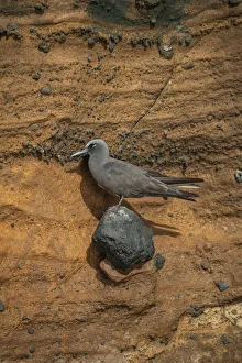 Brown noddy (Anous stolidus) perching on rock face, Isabela Island, Galapagos Brown noddy (Anous stolidus) perching on rock face, Isabela Island, Galapagos