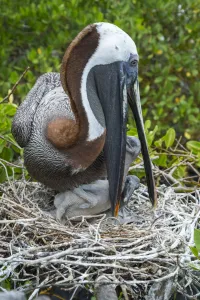 Brown pelican (Pelecanus occidentalis) feeding chicks at nest, Puerto Ayora / Academy Bay Brown pelican (Pelecanus occidentalis) feeding chicks at nest, Puerto Ayora / Academy Bay