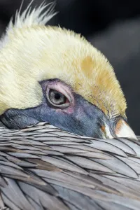 Brown pelican (Pelecanus occidentalis) close up whilst resting, Punta Suarez, Espanola Island Brown pelican (Pelecanus occidentalis) close up whilst resting, Punta Suarez, Espanola Island