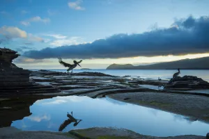 Brown pelican (Pelecanus occidentalis) landing reflected in tide pool, Puerto Egas Brown pelican (Pelecanus occidentalis) landing reflected in tide pool, Puerto Egas