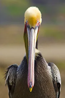Brown Pelican (Pelecanus occidentalis) portrait, Pacific race, breeding plumage, Bolsa Brown Pelican (Pelecanus occidentalis) portrait, Pacific race, breeding plumage, Bolsa