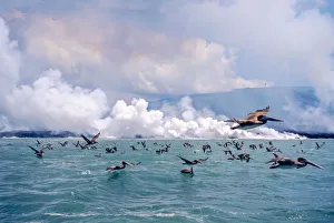 Brown pelicans (Pelicanus occidentalis) flock in flight over sea, Galapagos Brown pelicans (Pelicanus occidentalis) flock in flight over sea, Galapagos