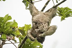 Brown-throated three-toed sloth (Bradypus variegatus) mother and baby Brown-throated three-toed sloth (Bradypus variegatus) mother and baby