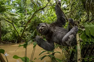 Brown throated three toed sloth (Bradypus variegatus) hanging from branch, Yasuni National Park Brown throated three toed sloth (Bradypus variegatus) hanging from branch, Yasuni National Park