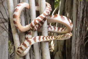 Brown tree snake (Boiga irregularis) coiled around tree branches, Katherine, Northern Territory, Australia Brown tree snake (Boiga irregularis) coiled around tree branches, Katherine, Northern Territory, Australia