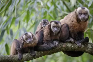 Brown / Tufted Capuchin (Cebus apella) family group in cloud forest, Manu Biosphere Reserve, Peru Brown / Tufted Capuchin (Cebus apella) family group in cloud forest, Manu Biosphere Reserve, Peru