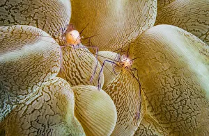 Bubble coral shrimp (Vir philippinensis) on Bubble coral (Plerogyra sp). Anilao, Philippines Bubble coral shrimp (Vir philippinensis) on Bubble coral (Plerogyra sp). Anilao, Philippines