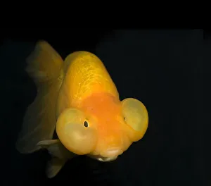 Bubble eye goldfish (Carassius auratus) with upward pointing eyes and two large fluid-filled sacs Bubble eye goldfish (Carassius auratus) with upward pointing eyes and two large fluid-filled sacs