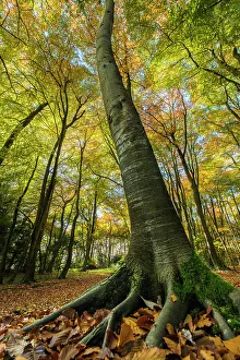 Buckholt Wood is a beech (Fagus sylvatica) wood and part of the Cotwolds Commons Buckholt Wood is a beech (Fagus sylvatica) wood and part of the Cotwolds Commons