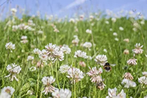 Buff tailed bumblebee (Bombus terrestris) flying to Clover (Trifolium sp.), Monmouthshire Buff tailed bumblebee (Bombus terrestris) flying to Clover (Trifolium sp.), Monmouthshire