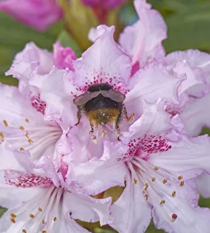 Buff tailed bumblebee (Bombus terrestris) queen nectaring on Rhododendron (Rhododendron sp) Buff tailed bumblebee (Bombus terrestris) queen nectaring on Rhododendron (Rhododendron sp)