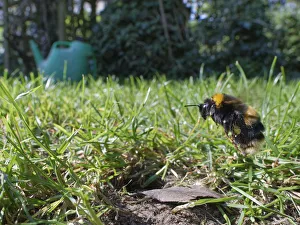 Buff-tailed bumblebee (Bombus terrestris) queen about to land at her nest burrow in a Buff-tailed bumblebee (Bombus terrestris) queen about to land at her nest burrow in a