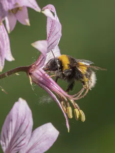 March 2022 highlights/buff tailed bumblebee bombus terrestris March 2022 highlights/buff tailed bumblebee bombus terrestris