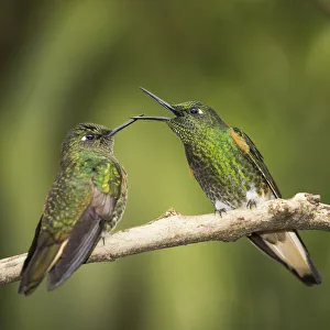 Two Buff-tailed coronet (Boissonneaua flavescens) hummingbirds interacting Two Buff-tailed coronet (Boissonneaua flavescens) hummingbirds interacting