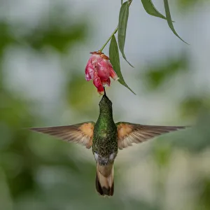 Buff-Tailed Coronet hummingbird (Boissonneaua flavescens) flying to flower, Mindo Buff-Tailed Coronet hummingbird (Boissonneaua flavescens) flying to flower, Mindo