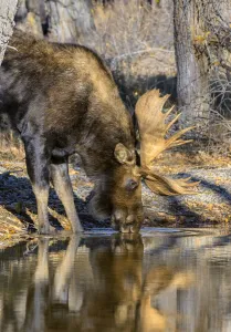 Bull Moose (Alces alces) drinking from mountain stream, Grand Teton National Park, Wyoming, USA. October Bull Moose (Alces alces) drinking from mountain stream, Grand Teton National Park, Wyoming, USA. October