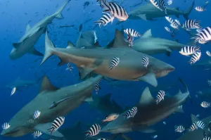 Bull sharks (Carcharhinus leucas) in Beqa (Benga) Lagoon, a reserve where sharks Bull sharks (Carcharhinus leucas) in Beqa (Benga) Lagoon, a reserve where sharks