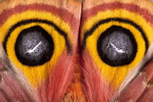 Bullseye / Io moth (Automeris io) showing eye spot markings on wings during deimatic Bullseye / Io moth (Automeris io) showing eye spot markings on wings during deimatic