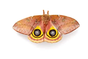 Bullseye / Io moth (Automeris io) showing eye spot markings on wings during deimatic Bullseye / Io moth (Automeris io) showing eye spot markings on wings during deimatic