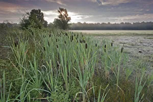 Bulrush (Typha latifolia) Klein Schietveld, Brasschaat, Belgium Bulrush (Typha latifolia) Klein Schietveld, Brasschaat, Belgium