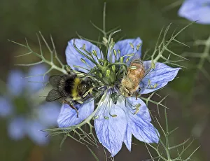 Bumblebee (Bombus sp) and Honey bee (Apis mellifera) nectaring on Love-in-a-mist Bumblebee (Bombus sp) and Honey bee (Apis mellifera) nectaring on Love-in-a-mist