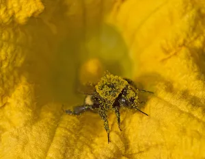 Bumblebee (Bombus sp) in Squash (Cucurbita sp) flower, covered in pollen. Surrey, England, UK Bumblebee (Bombus sp) in Squash (Cucurbita sp) flower, covered in pollen. Surrey, England, UK