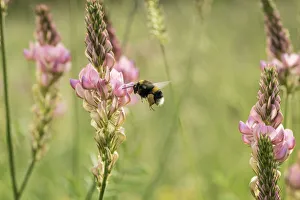 Bumblebee (probably Bombus terrestris) visiting flowers of Sainfoin Bumblebee (probably Bombus terrestris) visiting flowers of Sainfoin