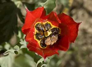 Bumblebee scarab (Amphicoma vulpes) pair mating in Tulip (Tulipa armena) flower Bumblebee scarab (Amphicoma vulpes) pair mating in Tulip (Tulipa armena) flower