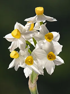 Bunch-flowered narcissus (Narcissus tazetta) flower head, growing on limestone, Umbria, Italy. February Bunch-flowered narcissus (Narcissus tazetta) flower head, growing on limestone, Umbria, Italy. February