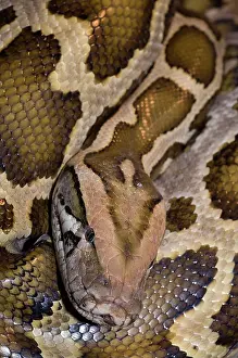 Framed Print : Burmese python coiled head portrait print Framed Print : Burmese python coiled head portrait print