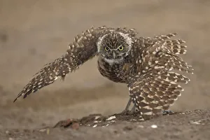 Burrowing owl (Athene cunicularia) doing rain dance, spreading wings Burrowing owl (Athene cunicularia) doing rain dance, spreading wings