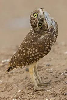 Burrowing owl (Athene cunicularia) rotating head, Arizona, USA Burrowing owl (Athene cunicularia) rotating head, Arizona, USA