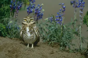 Burrowing owl {Athene cunicularia} standing among Lupine flowers, Arizona, USA Burrowing owl {Athene cunicularia} standing among Lupine flowers, Arizona, USA