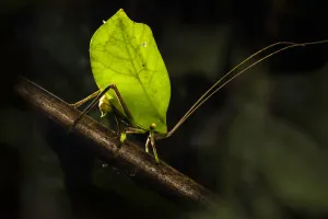 Bush cricket / Katydid (Tettigoniidae ), female leaf mimic ovipositing into branch Bush cricket / Katydid (Tettigoniidae ), female leaf mimic ovipositing into branch